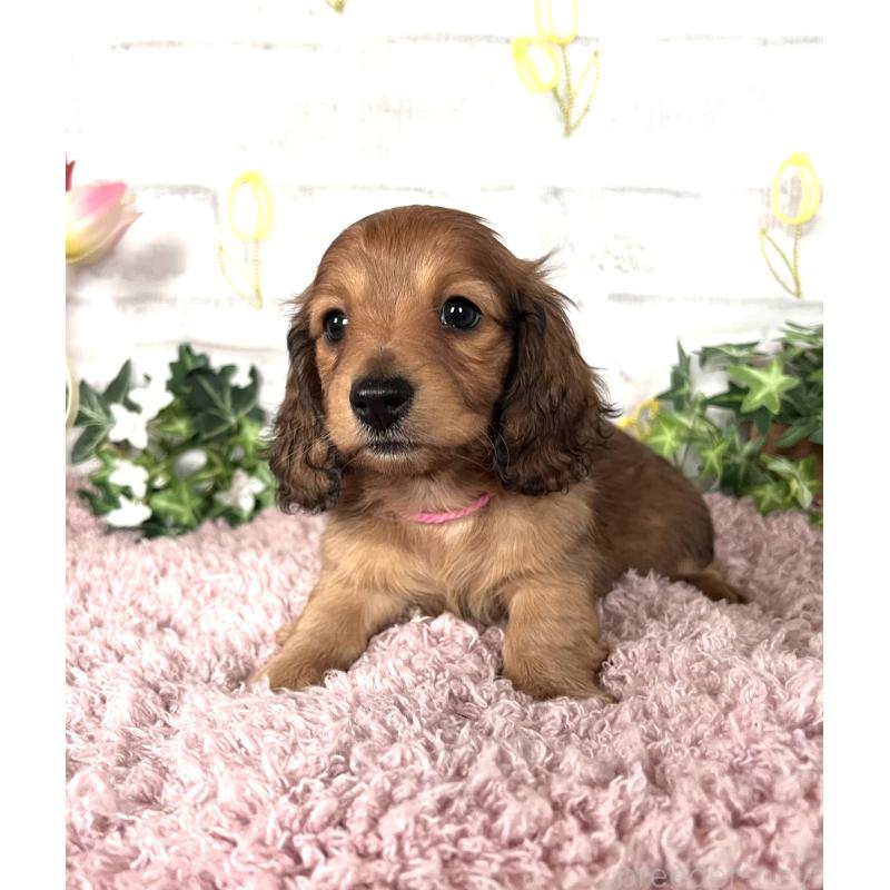 販売中の埼玉県のミニチュアダックスフンド(ロングヘアード)-444755の9枚目