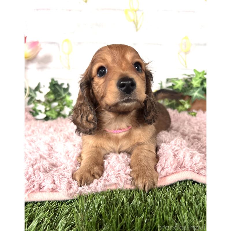 販売中の埼玉県のミニチュアダックスフンド(ロングヘアード)-444755の8枚目