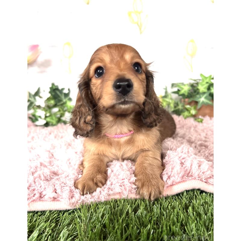 販売中の埼玉県のミニチュアダックスフンド(ロングヘアード)-444755の7枚目