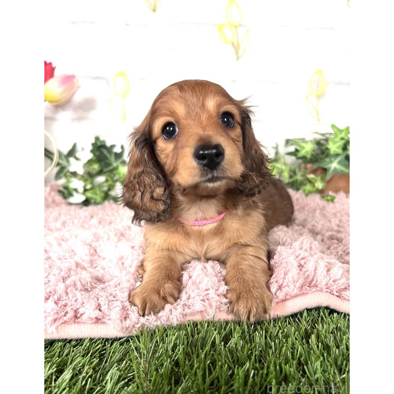 販売中の埼玉県のミニチュアダックスフンド(ロングヘアード)-444755の6枚目