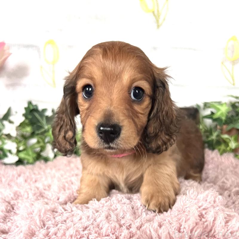 販売中の埼玉県のミニチュアダックスフンド(ロングヘアード)-444755の5枚目