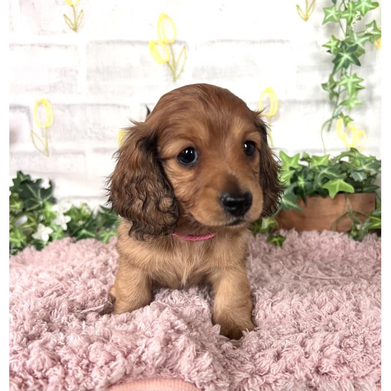 販売中の埼玉県のミニチュアダックスフンド(ロングヘアード)-444755の3枚目