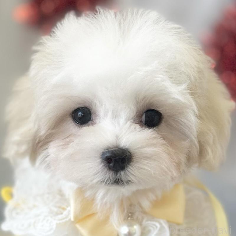 販売中の愛知県のマルチーズ-438188