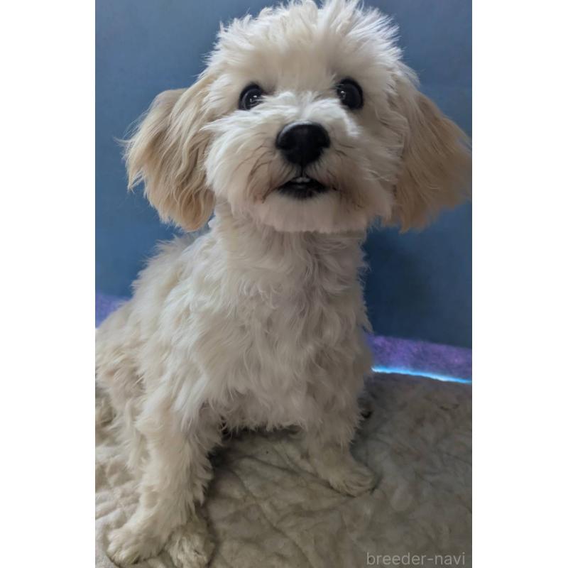 販売中の埼玉県のマルプー:マルチーズ×トイプードル-435069の9枚目