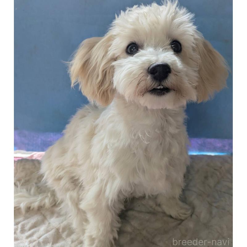 販売中の埼玉県のマルプー:マルチーズ×トイプードル-435069の7枚目