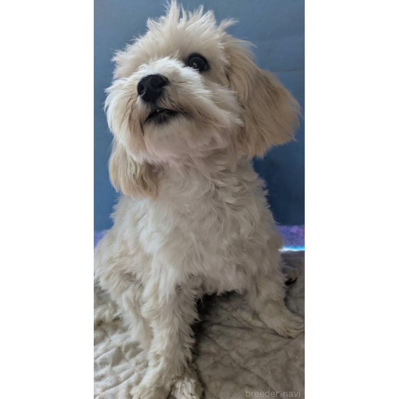 販売中の埼玉県のマルプー:マルチーズ×トイプードル-435069の6枚目