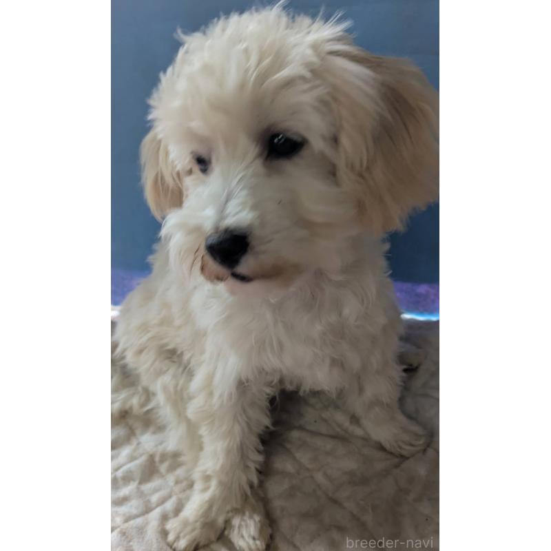 販売中の埼玉県のマルプー:マルチーズ×トイプードル-435069の5枚目