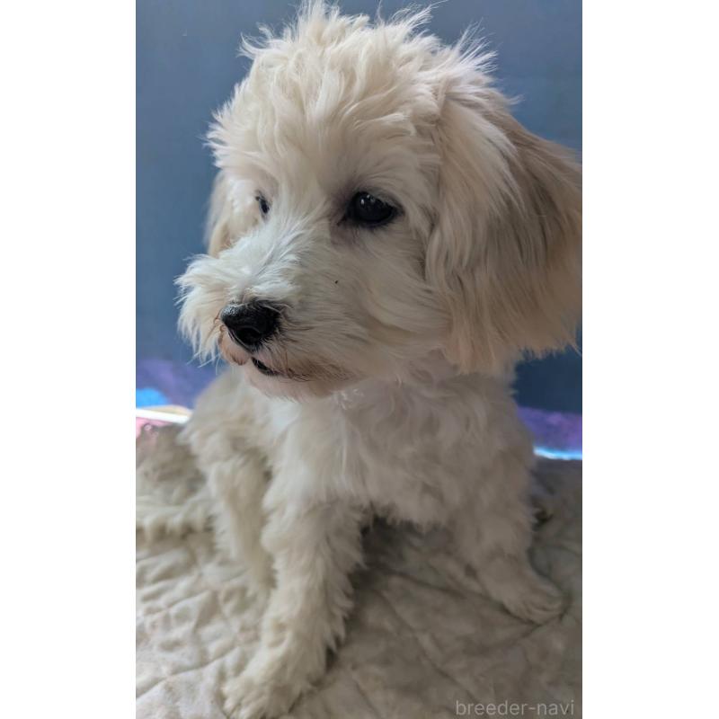 販売中の埼玉県のマルプー:マルチーズ×トイプードル-435069の4枚目