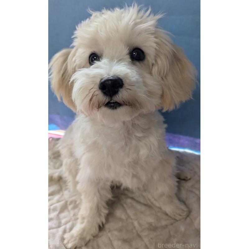 販売中の埼玉県のマルプー:マルチーズ×トイプードル-435069の1枚目
