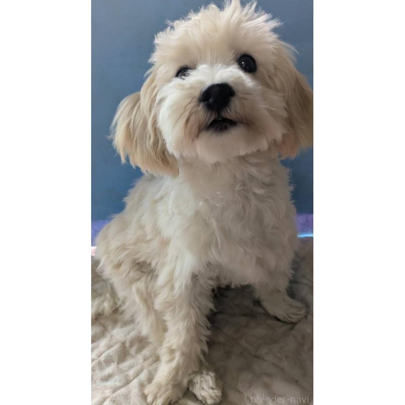 販売中の埼玉県のマルプー:マルチーズ×トイプードル-435069の2枚目