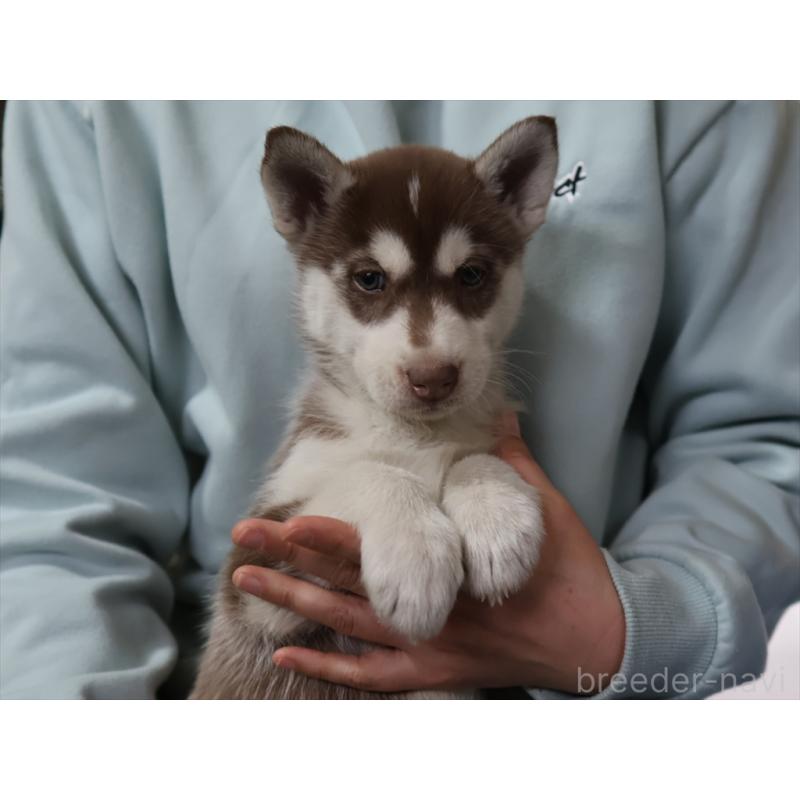 成約済の愛知県のシベリアンハスキー-439153の7枚目