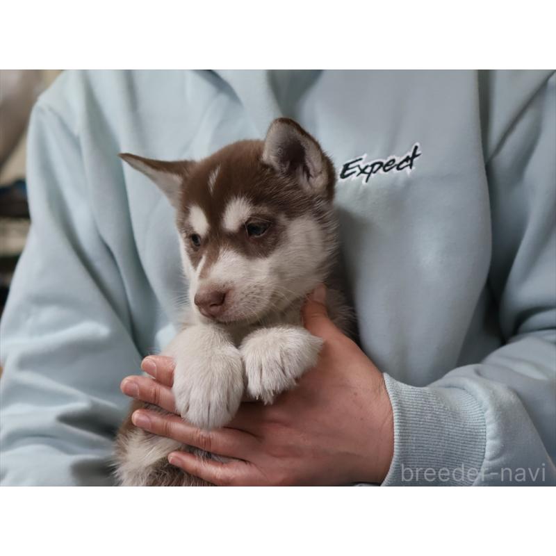 成約済の愛知県のシベリアンハスキー-439153の6枚目