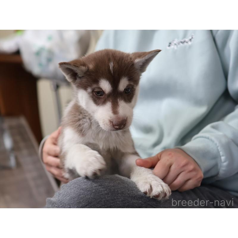 成約済の愛知県のシベリアンハスキー-439153の5枚目
