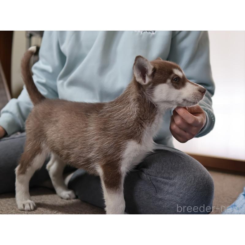 成約済の愛知県のシベリアンハスキー-439153の3枚目