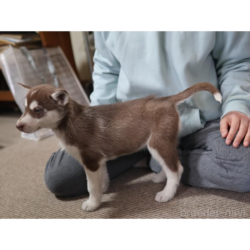 成約済の愛知県のシベリアンハスキー-439153の2枚目