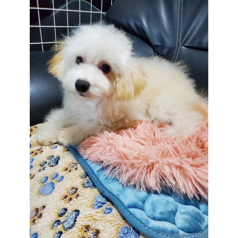 販売中の千葉県のタイニープードル-427841の7枚目