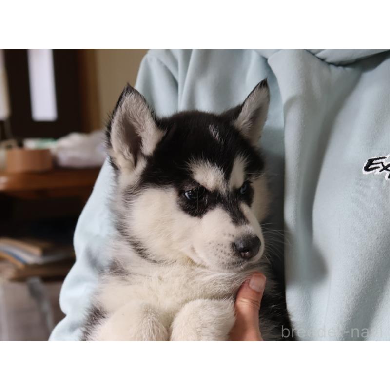 成約済の愛知県のシベリアンハスキー-439147の11枚目