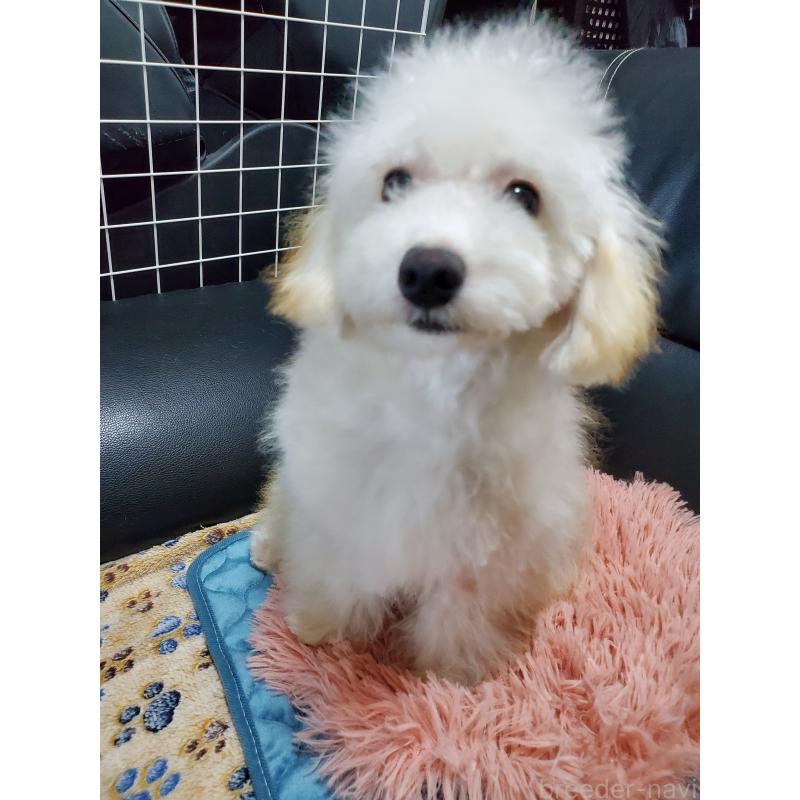 販売中の千葉県のタイニープードル-427841の6枚目