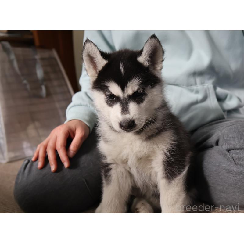 成約済の愛知県のシベリアンハスキー-439147の10枚目