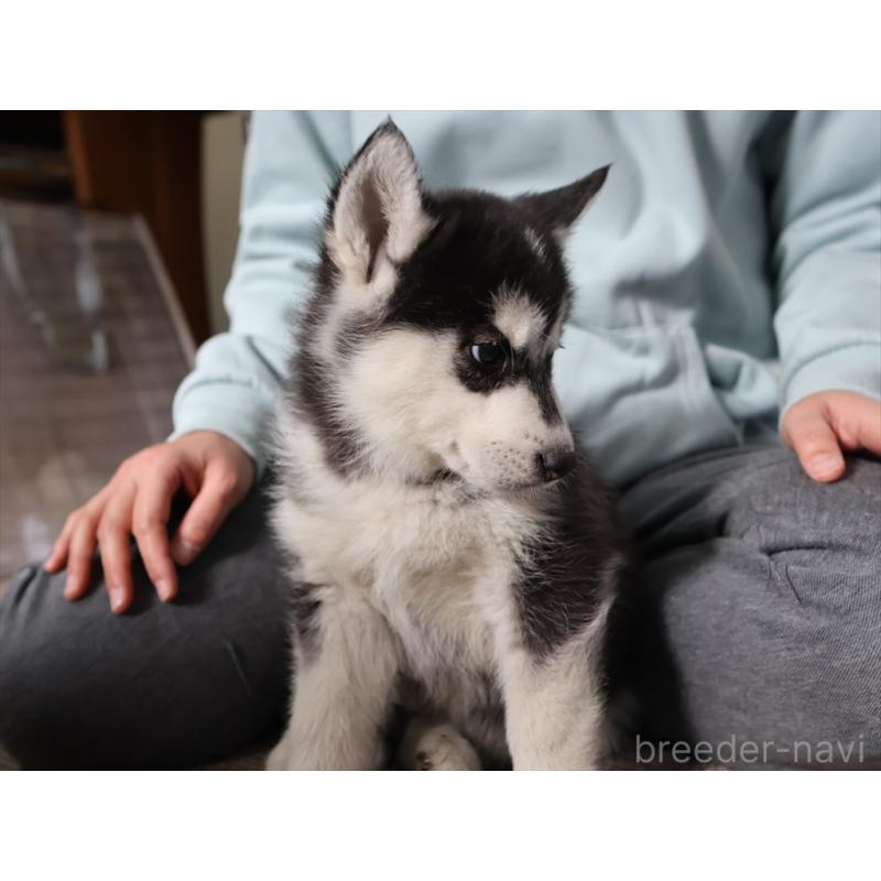 成約済の愛知県のシベリアンハスキー-439147の9枚目