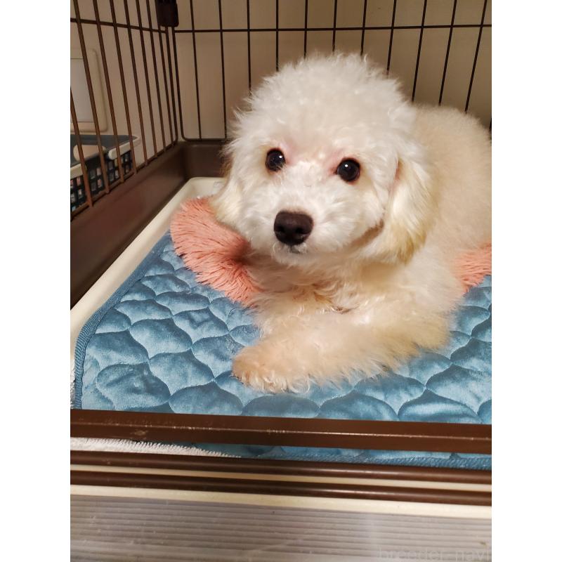 販売中の千葉県のタイニープードル-427841の4枚目