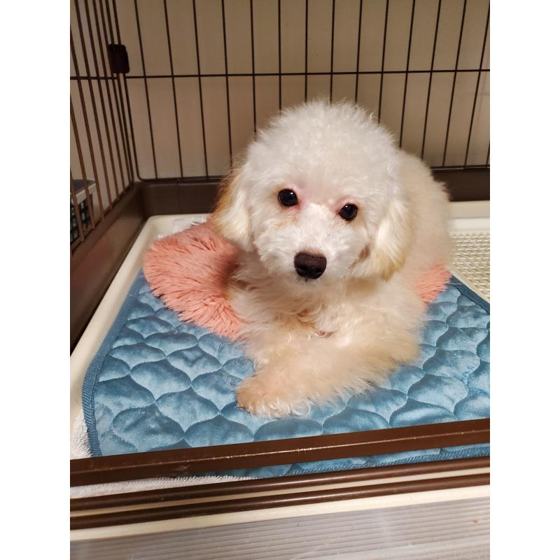 販売中の千葉県のタイニープードル-427841の3枚目