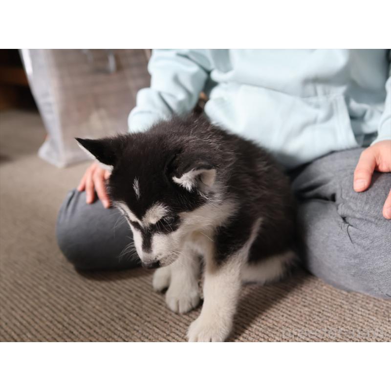 成約済の愛知県のシベリアンハスキー-439147の6枚目