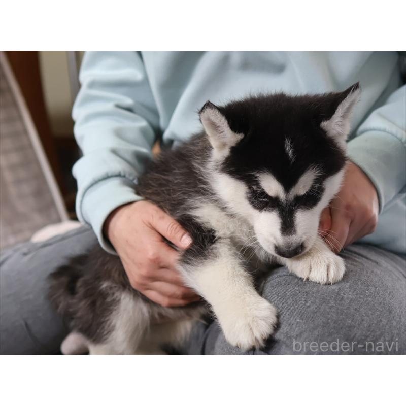 成約済の愛知県のシベリアンハスキー-439147の5枚目