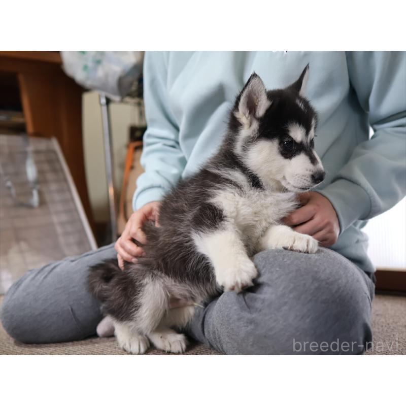 成約済の愛知県のシベリアンハスキー-439147の4枚目