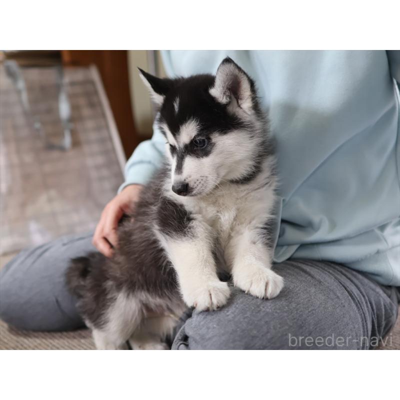 成約済の愛知県のシベリアンハスキー-439147の3枚目