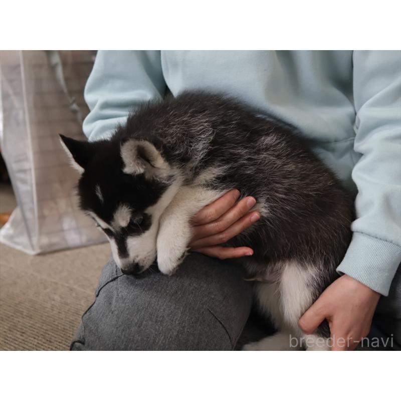 成約済の愛知県のシベリアンハスキー-439147の2枚目