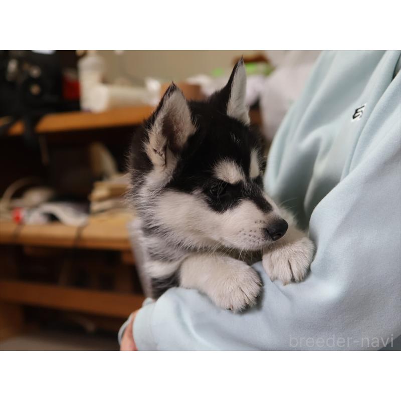 成約済の愛知県のシベリアンハスキー-439146の8枚目