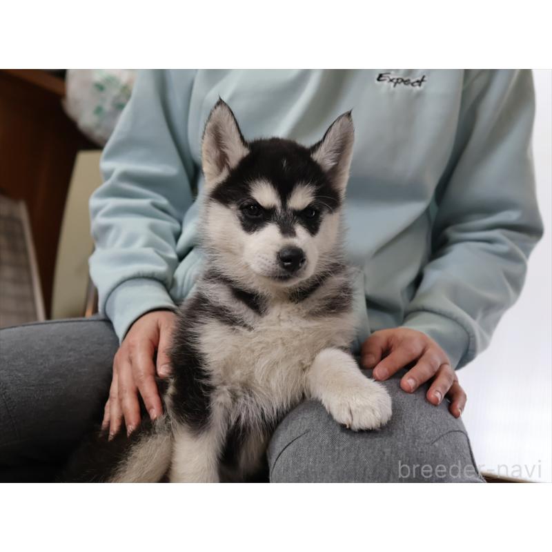 成約済の愛知県のシベリアンハスキー-439146の7枚目