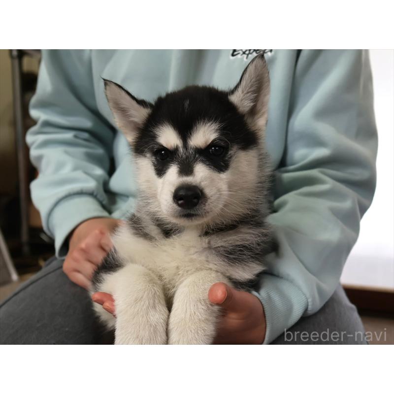 成約済の愛知県のシベリアンハスキー-439146の6枚目