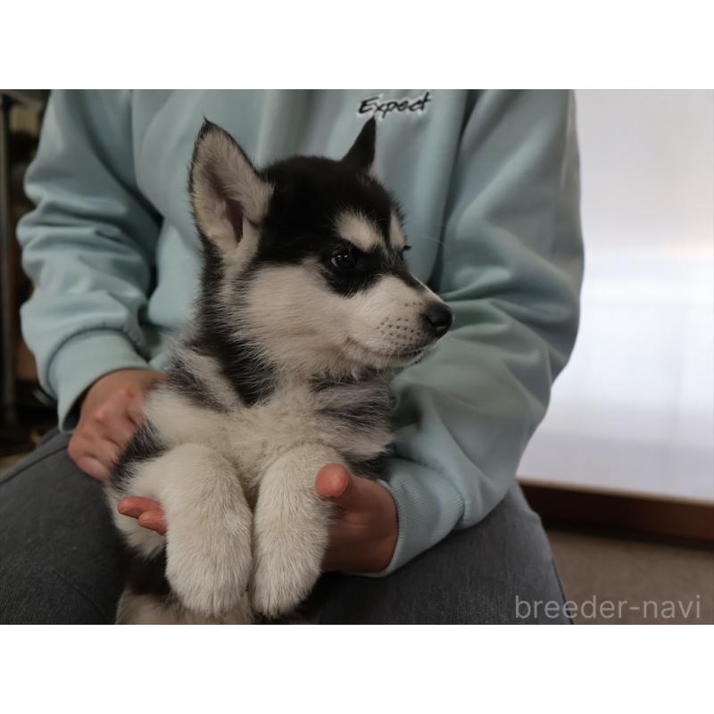 成約済の愛知県のシベリアンハスキー-439146の5枚目