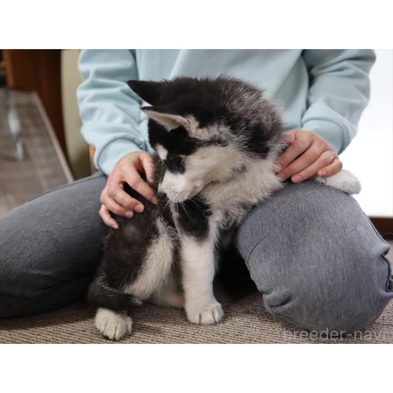 成約済の愛知県のシベリアンハスキー-439146の4枚目