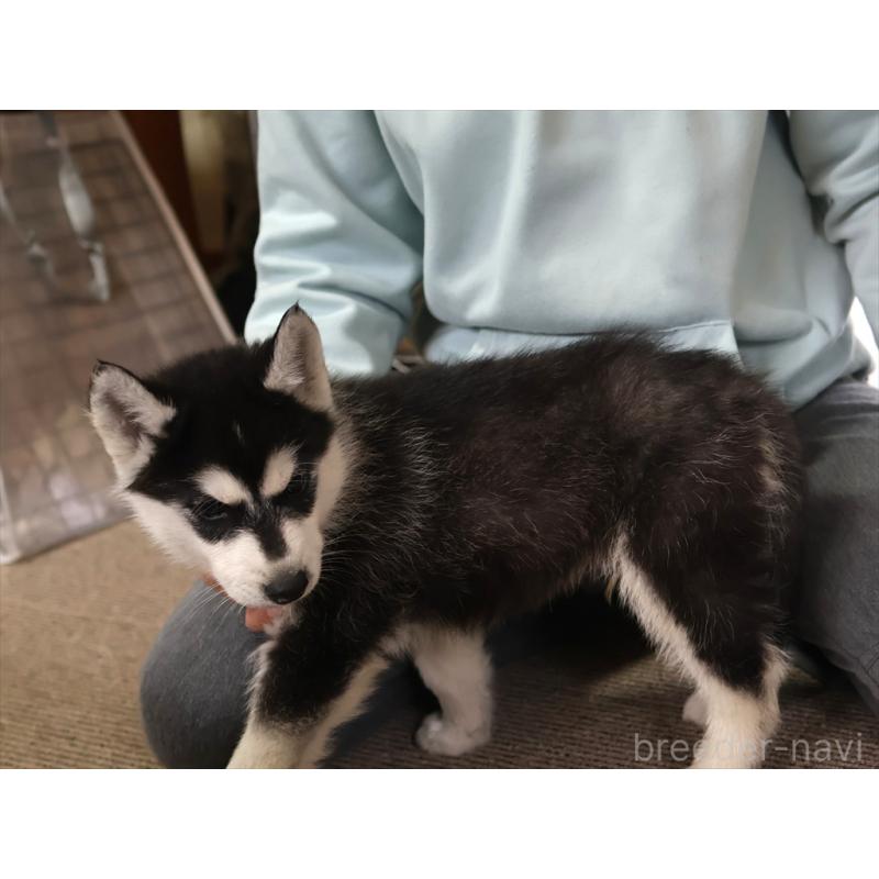 成約済の愛知県のシベリアンハスキー-439146の3枚目