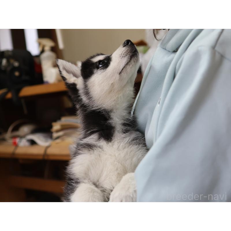 成約済の愛知県のシベリアンハスキー-439146の2枚目
