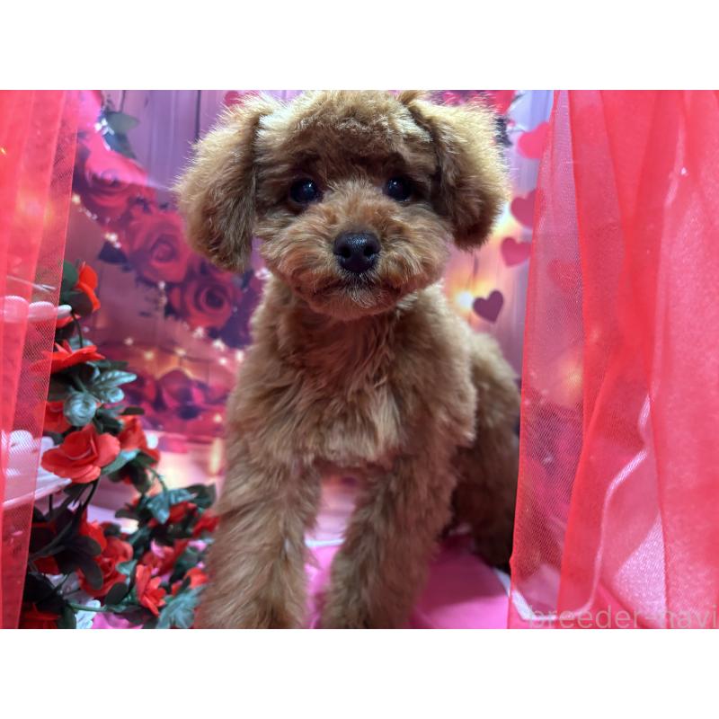 販売中の栃木県のトイプードル-423584