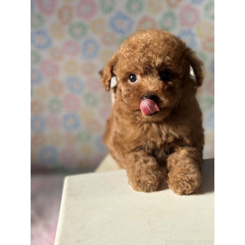 販売中の宮崎県のタイニープードル-444765の8枚目