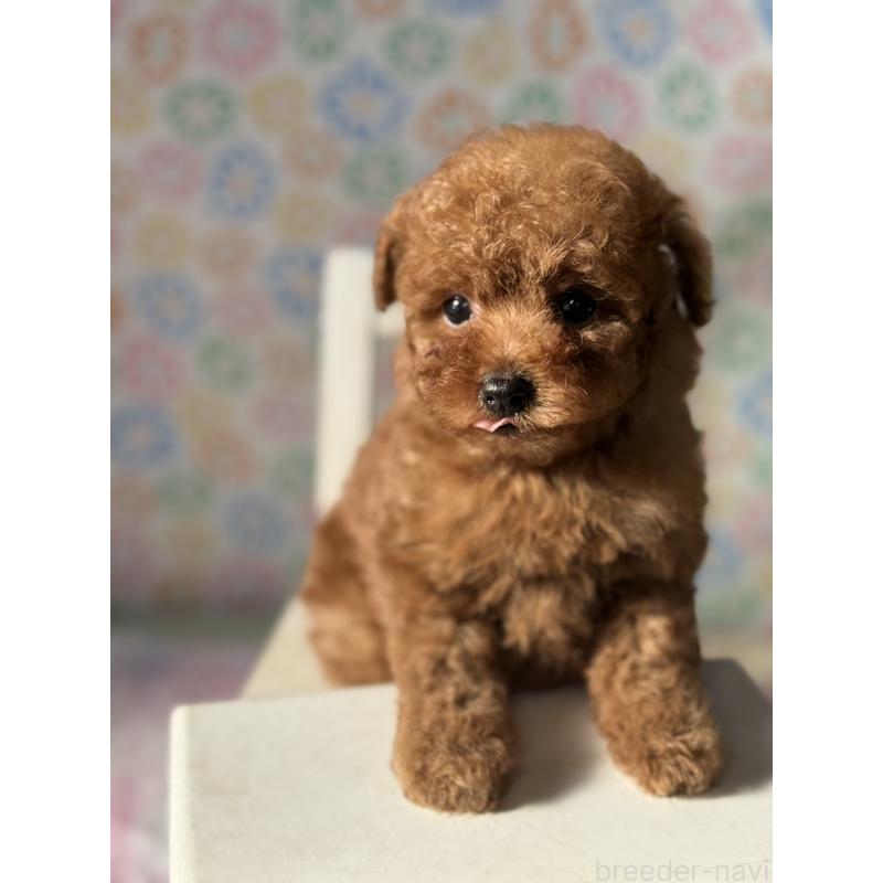 販売中の宮崎県のタイニープードル-444765の7枚目