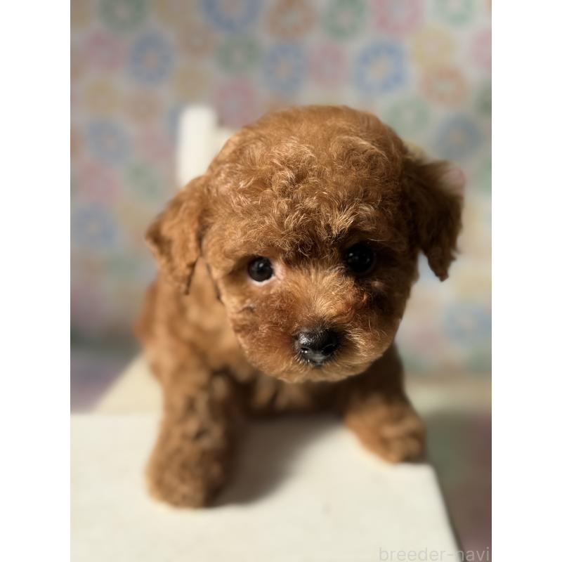 販売中の宮崎県のタイニープードル-444765の6枚目