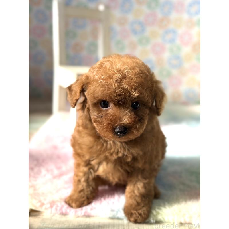 販売中の宮崎県のタイニープードル-444765の5枚目