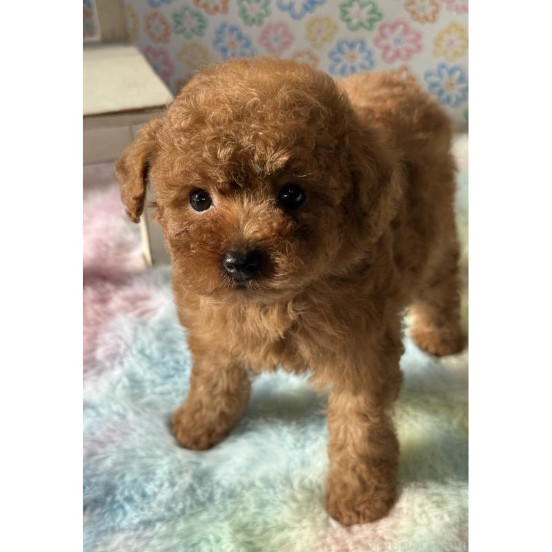 販売中の宮崎県のタイニープードル-444765の4枚目