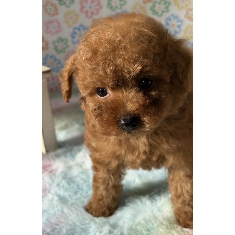 販売中の宮崎県のタイニープードル-444765の3枚目