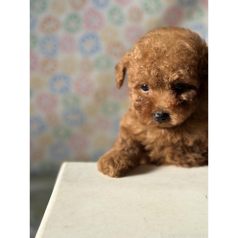 販売中の宮崎県のタイニープードル-444765の2枚目