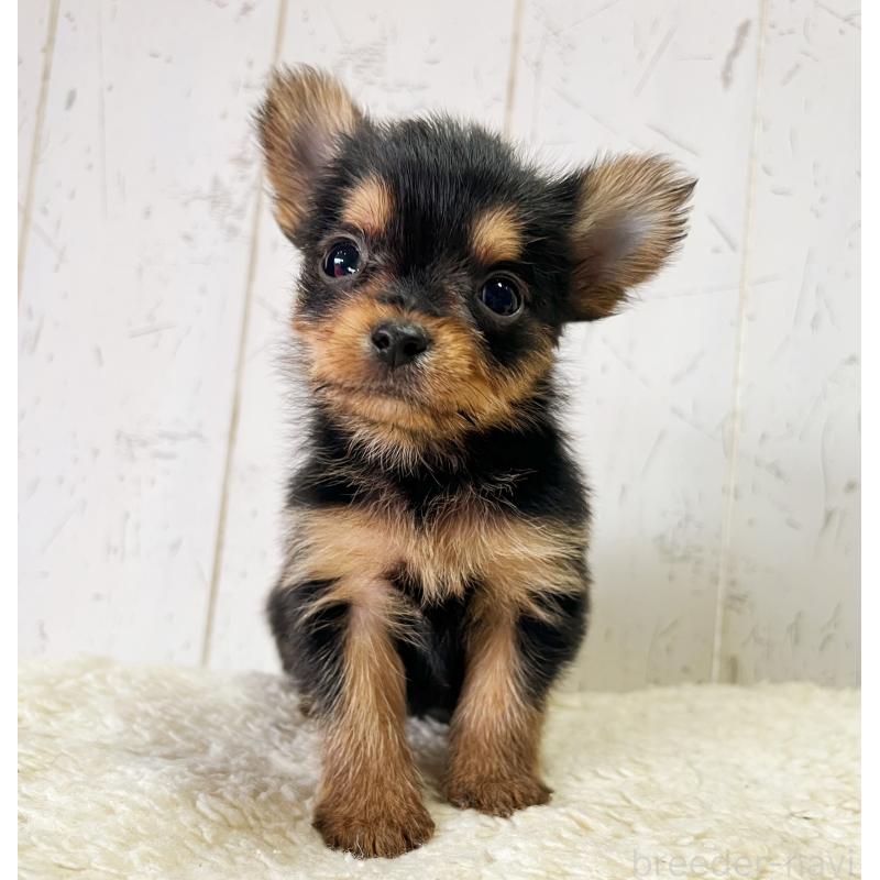 販売中の千葉県のヨーチー:ヨークシャーテリア×チワワ-444764