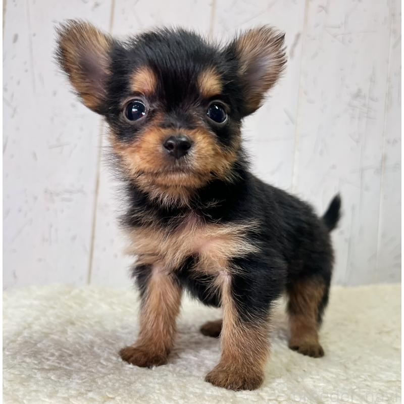 販売中の千葉県のヨーチー:ヨークシャーテリア×チワワ-444764の5枚目