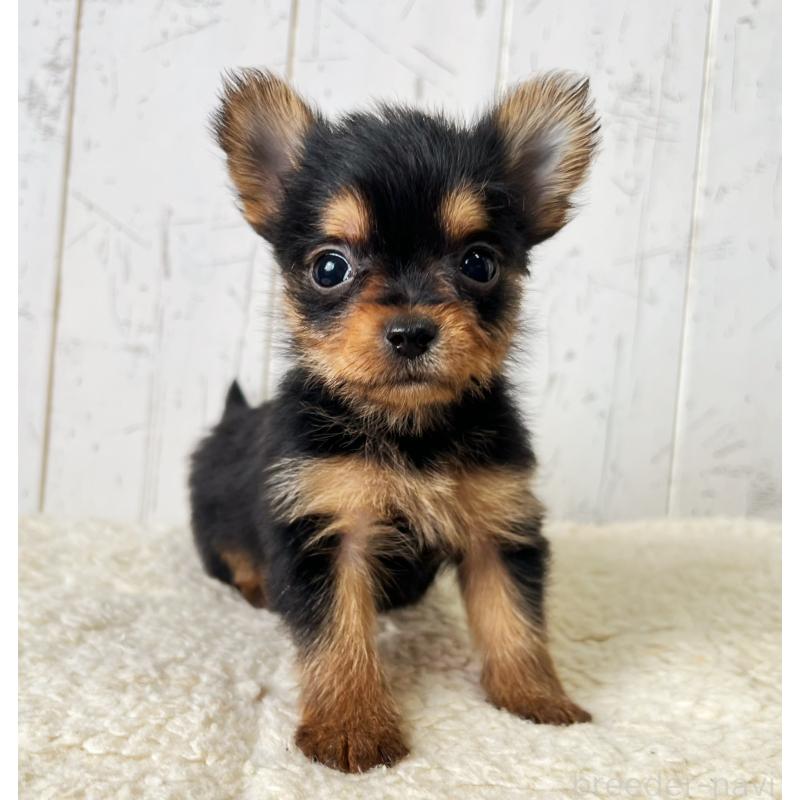 販売中の千葉県のヨーチー:ヨークシャーテリア×チワワ-444764の3枚目