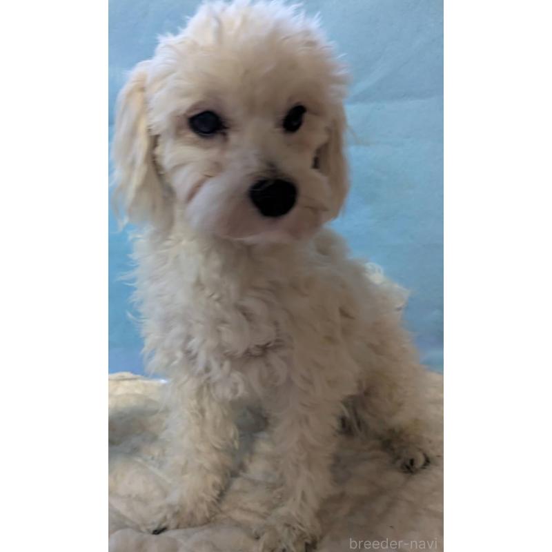 販売中の埼玉県のマルプー:マルチーズ×トイプードル-387598の5枚目